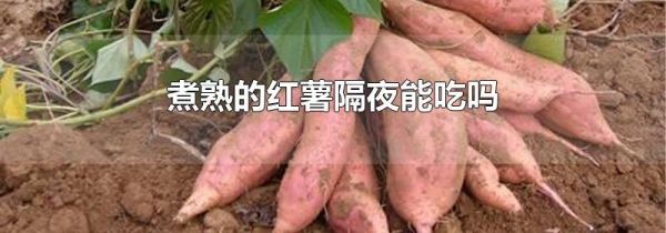 煮熟的红薯隔夜能吃吗