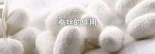 蚕丝的作用