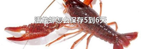 活龙虾怎么保存5到6天