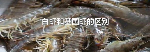 白虾和基围虾的区别