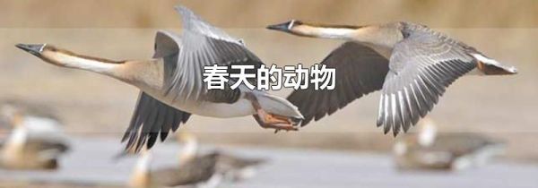 春天的动物