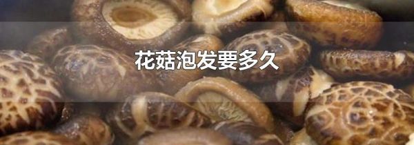 花菇泡发要多久