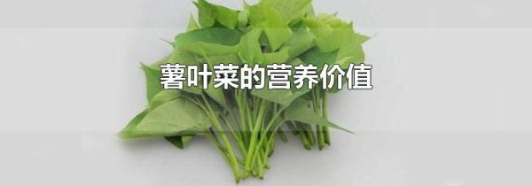 薯叶菜的营养价值