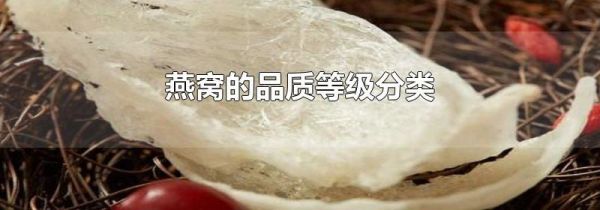 燕窝的品质等级分类