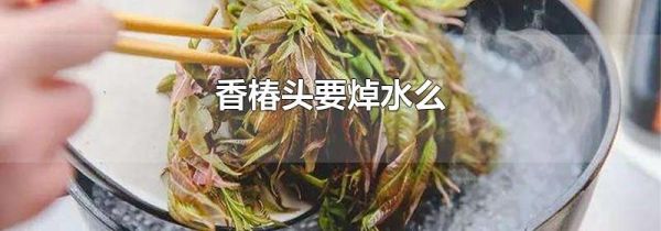 香椿头要焯水么