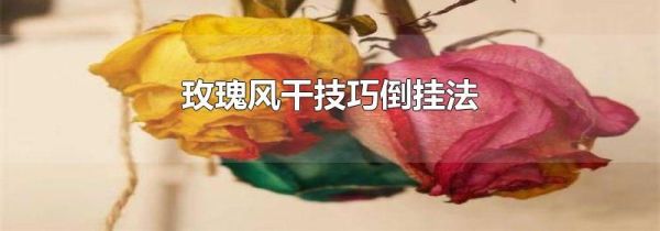 玫瑰风干技巧倒挂法