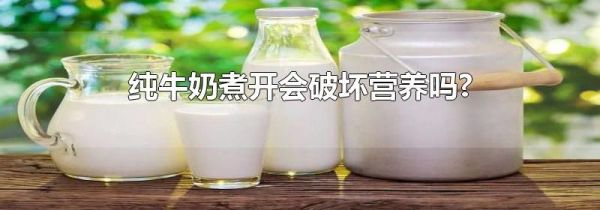 纯牛奶煮开会破坏营养吗?