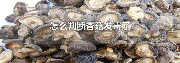 怎么判断香菇发霉了