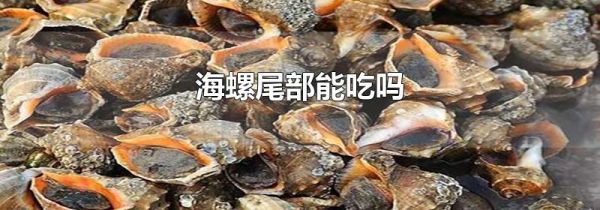 海螺尾部能吃吗