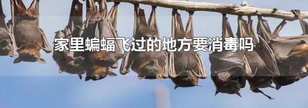 家里蝙蝠飞过的地方要消毒吗