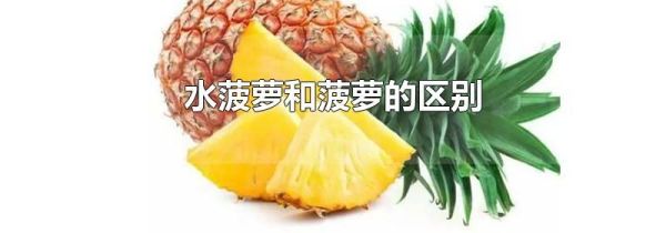 水菠萝和菠萝的区别