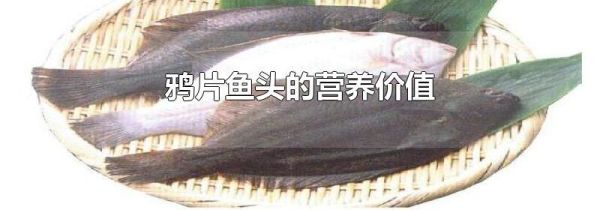 鸦片鱼头的营养价值
