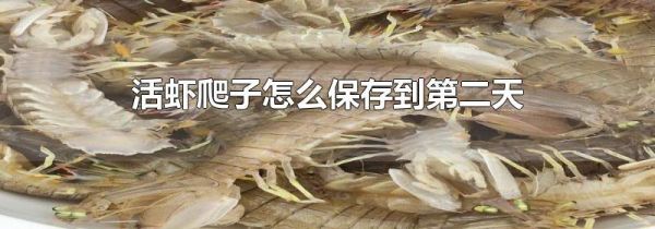 活虾爬子怎么保存到第二天