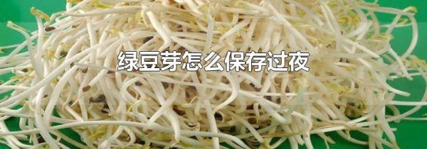 绿豆芽怎么保存过夜