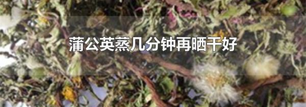 蒲公英蒸几分钟再晒干好