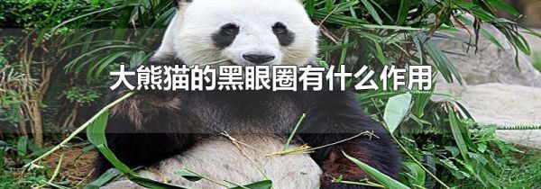 大熊猫的黑眼圈有什么作用