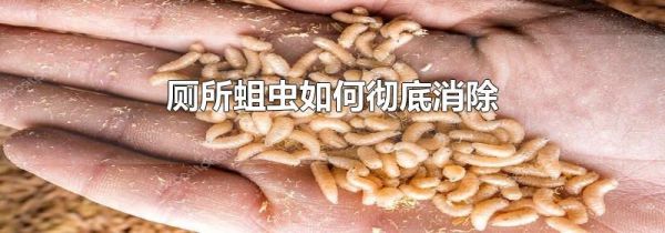 厕所蛆虫如何彻底消除