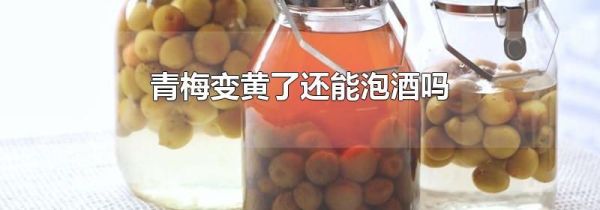 青梅变黄了还能泡酒吗