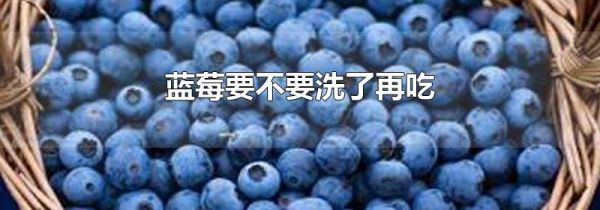 蓝莓要不要洗了再吃