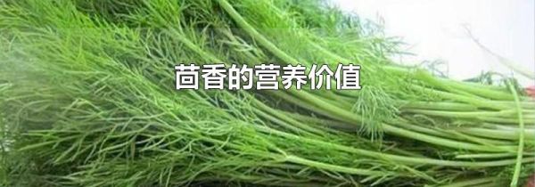 茴香的营养价值