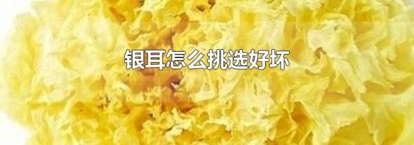 银耳怎么挑选好坏