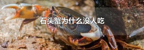 石头蟹为什么没人吃