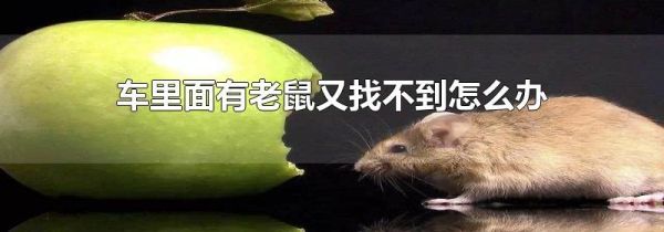 车里面有老鼠又找不到怎么办