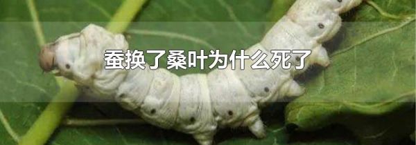 蚕换了桑叶为什么死了