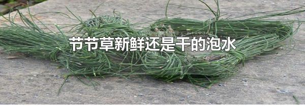 节节草新鲜还是干的泡水