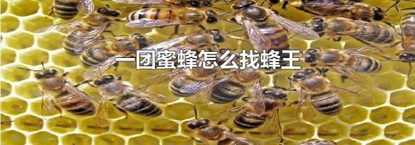 一团蜜蜂怎么找蜂王