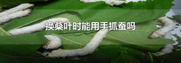 换桑叶时能用手抓蚕吗