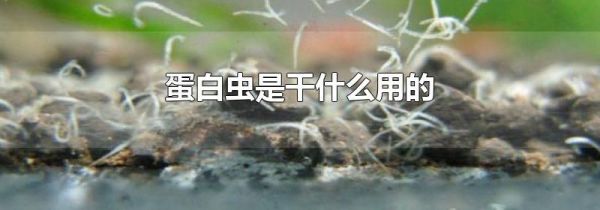 蛋白虫是干什么用的