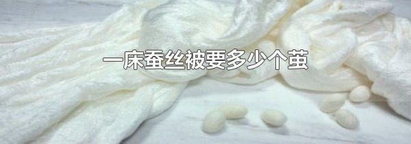一床蚕丝被要多少个茧
