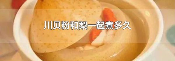 川贝粉和梨一起煮多久