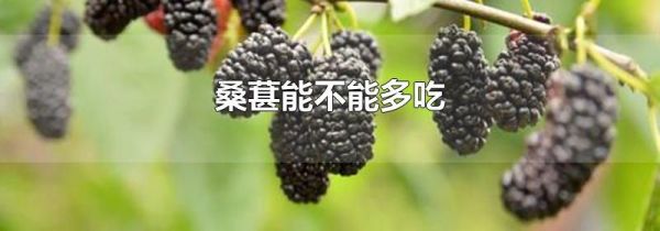 桑葚能不能多吃