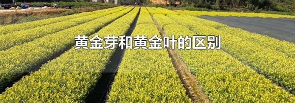 黄金芽和黄金叶的区别