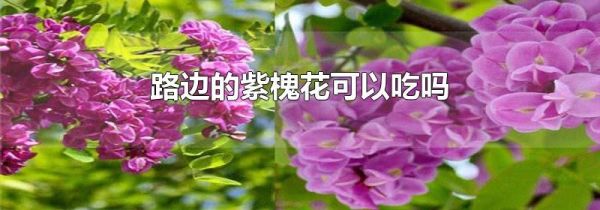路边的紫槐花可以吃吗
