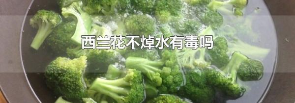 西兰花不焯水有毒吗