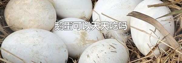 鹅蛋可以天天吃吗