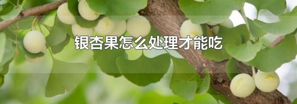银杏果怎么处理才能吃
