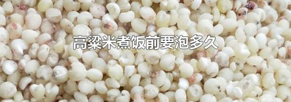高粱米煮饭前要泡多久