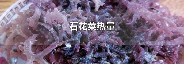 石花菜热量