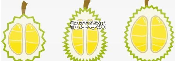榴莲等级