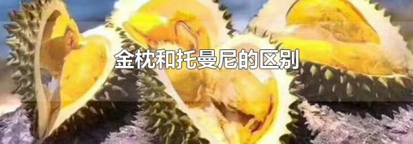 金枕和托曼尼的区别