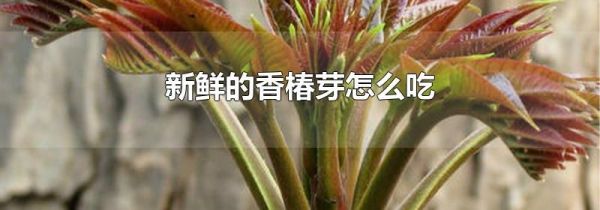 新鲜的香椿芽怎么吃