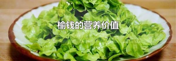 榆钱的营养价值