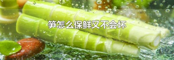 笋怎么保鲜又不会坏