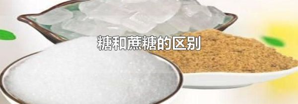 糖和蔗糖的区别
