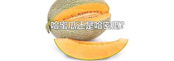 哈蜜瓜还是哈密瓜?