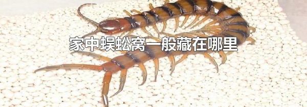 家中蜈蚣窝一般藏在哪里
